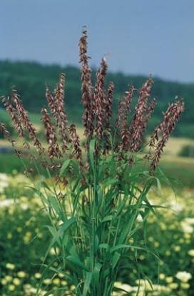 Picture of Grasses - Melica Transsilvanica